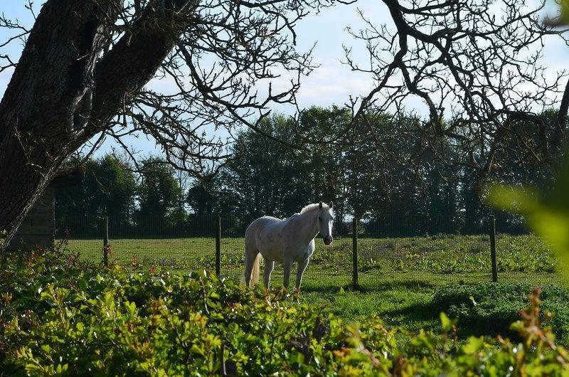 La Ferme Du Bois Quesnoy Acomodação com café da manhã Saint-Pol-sur-Ternoise Exterior foto